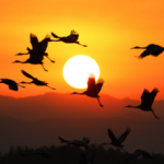 在出水市體驗「日本」萬隻仙鶴飛舞的奇蹟之地