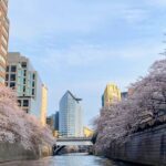 A Slightly Special Way to See the Cherry Blossoms: The Meguro River Cherry Blossom Cruise