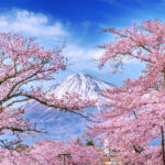 2026 Cherry Blossom Forecast and Best Hanami Spots in Japan